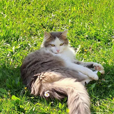 Emerald Bell - Smaragdni Zvonček Alpstuga