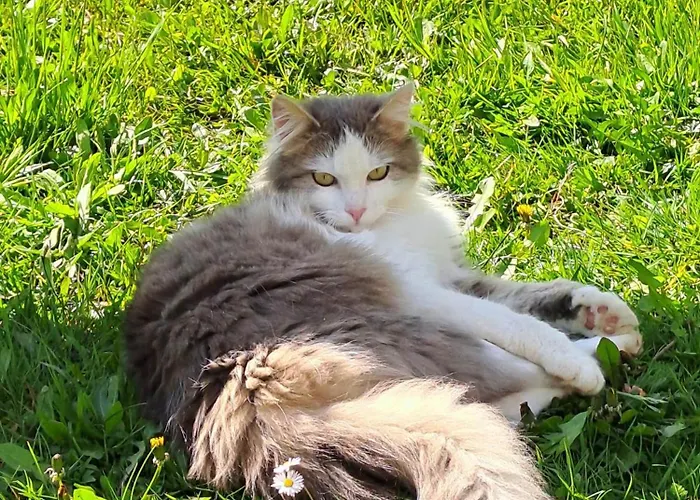 Emerald Bell - Smaragdni Zvoncek Alpesi faház